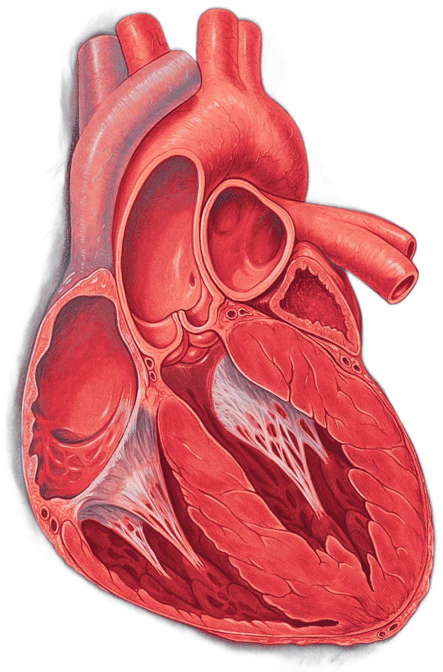 Illustration of a four chamber heart section showing the muscle walls