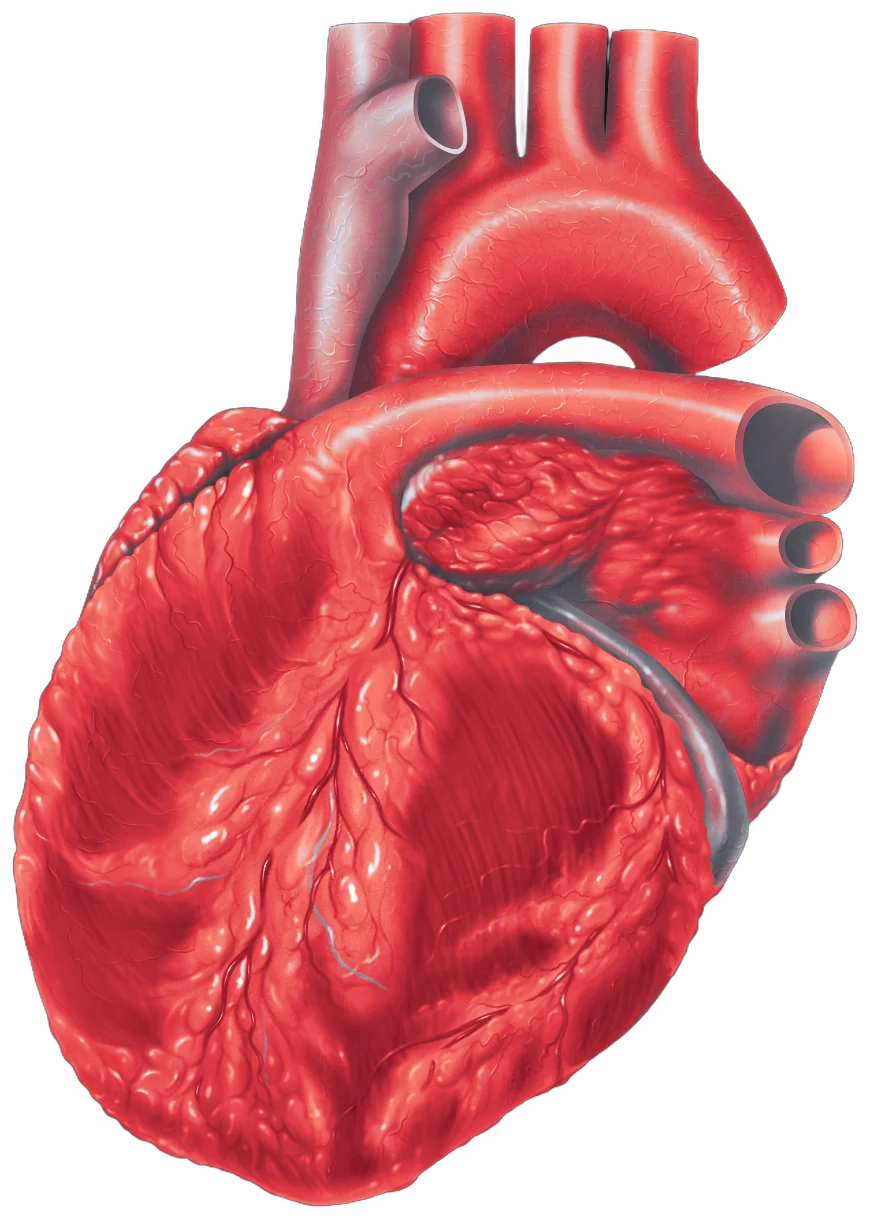 Illustration of a heart showing a coronary artery on its surface